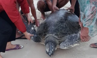 Ngư dân phát hiện vích biển quý hiếm nặng gần 100kg dạt vào bờ biển 