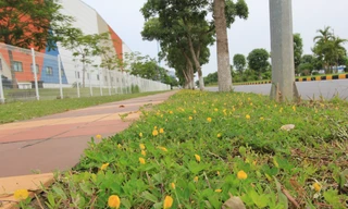 Mãn nhãn với những con đường xanh và thơ mộng trong KCN Yên Phong của Viglacera