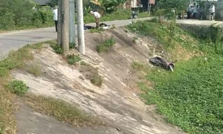 Tai nạn nghiêm trọng khiến cả gia đình 3 người tử vong 