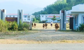 Bệnh viện đa khoa 200 tỷ đồng thành nơi trồng rau, chăn thả bò