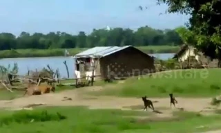 Đôi chó ngăn hổ dữ vào làng tấn công đám trẻ