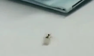 Video: Kiến 'ăn trộm' kim cương từ cửa hàng đá quý