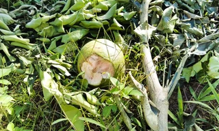 Trồng bưởi da xanh nhưng khi ra quả lại hóa bưởi lạ