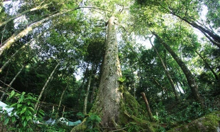 Vườn sâm tốt nhất thế giới trên núi Ngọc Linh