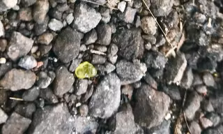Mưa đá quý tại Hawaii