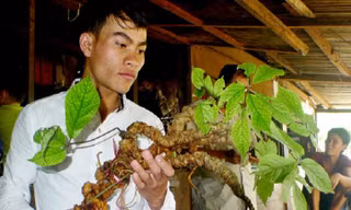 Xuất hiện nhiều tỷ phú 'trăm tỷ' ở Quảng Nam