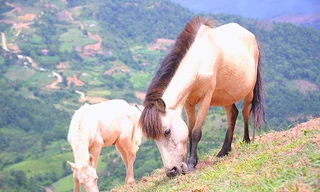 Bất ngờ đàn ngựa bạch 1.700 con lớn nhất Việt Nam