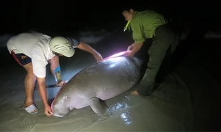 Một cá thể Bò biển bị chết dạt vào bờ biển Côn Đảo