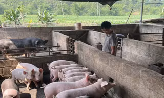 Thành phố Cao Bằng tiêu hủy gần 3 tấn lợn mắc dịch tả lợn châu Phi