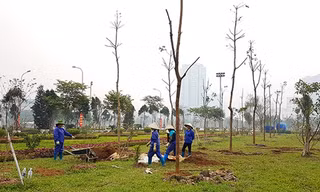 Trồng cây sai chỗ có thể bị phạt đến 15 triệu đồng