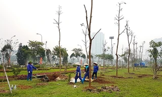 Trồng cây sai chỗ có thể bị phạt đến 15 triệu đồng