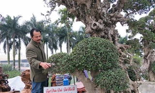 Cây duối nghìn năm tuổi ở Ninh Bình chào giá 20 tỷ đồng
