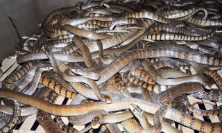 Nơi rắn nhiều hơn người ở Vĩnh Phúc