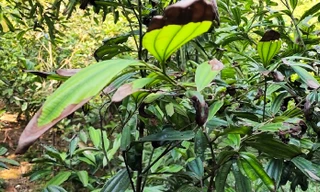 Quế cháy lá không rõ nguyên nhân: Người dân Lào Cai lo lắng cầu cứu