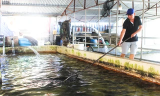 Kiếm hàng chục tỉ mỗi năm nhờ nuôi cá nước lạnh 