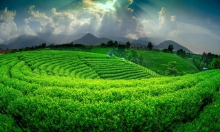 Thái Nguyên tổ chức cuộc thi viết 'Trăm năm đệ nhất danh trà'