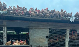 Gà 'leo' mái nhà, heo được người dân hối hả 'bế' đi chạy lũ