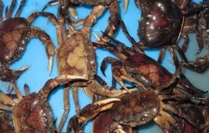 Không phát hiện lượng thuốc trừ sâu trong cua đồng