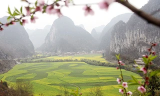 Xuất hiện 'rồng' trên cánh đồng rau cải