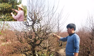 Tết đến gần, quất 'héo', đào 'tươi'