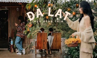 Mùa hồng chín “chill” hết nấc với cà phê Đà Lạt: Vừa săn ảnh thơ mộng vừa mải mê hái quả