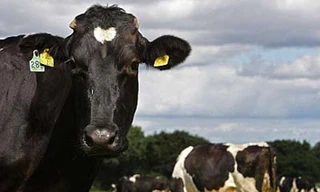 Bò biến đổi gen tạo ra... sữa mẹ