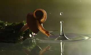 Khoảng khắc ‘hồn nhiên’ của động vật