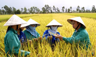 ThaiBinh Seed với 50 năm tự hào và đồng hành với người nông dân mới 