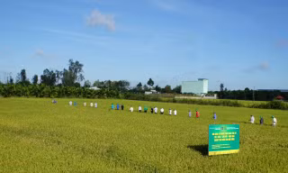 Sử dụng phân bón Phú Mỹ tiết kiệm, cân đối, hiệu quả trong sản xuất nông nghiệp bền vững