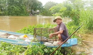 Loại hình sinh kế hiệu quả thích ứng với mùa lũ đầu nguồn tại An Giang 