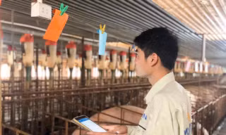 Mavin dùng hệ thống phần mềm quản trị DN hiện đại nhất thế giới cho ngành chăn nuôi heo 