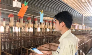 Mavin dùng hệ thống phần mềm quản trị DN hiện đại nhất thế giới cho ngành chăn nuôi heo 