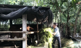 Ngoài công việc cạo mủ, anh Hiếu nuôi thêm bò, gà để tăng gia sản xuất