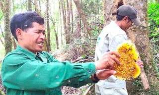 Ông A Chung lấy sáp tổ ong mật