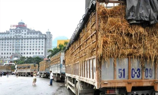 Theo quy định của Trung Quốc, nông sản xuất sang thị trường này không được bọc rơm nhưng nhiều doanh nghiệp hiện vẫn quen duy trì cách thức này. Ảnh: Đức Giang