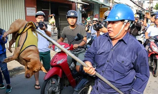 Chó nuôi thả rông ở TPHCM bị lực lượng chức năng bắt giữ 