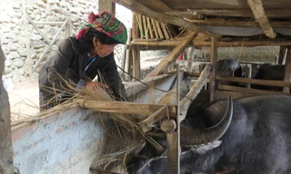 Bà con nuôi nhốt trâu, bò trong chuồng khi thời tiết rét đậm, rét hại