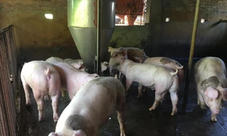 Ông Nguyễn Quang Sỹ đã phải bán sớm đàn lợn này vì càng nuôi càng lỗ 