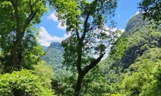 Quảng Bình hiện có tỉ lệ che phủ rừng thuộc tốp cao trong cả nước, hơn 60% 