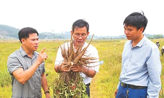 Lãnh đạo xã Thanh Hà kiểm tra, đánh giá hiệu quả sâm Thổ Hào