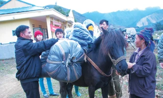 Ngựa thồ hàng cứu trợ cho chương trình "Cơm Có Thịt"