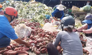 Nhóm người nhặt khoai lang đổ tràn bên đống rác Ảnh: Thuận Nhàn