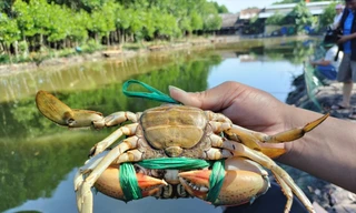 Cua Năm Căn có giá 800.000 đồng/kg 