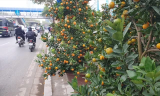 Vỉa hè nhiều tuyến phố được vẽ vạch, chia ô để cho thuê bán hoa, cây cảnh 