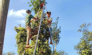 Gia đình chị Nguyễn Thị Hải Yến hái trước những chùm tiêu chín 