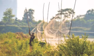 Giăng lưới mờ để bắt chim nước tại vùng đầm, ao hồ và bãi bồi ven sông tại xã Thuý Lĩnh, Hoàng Mai Ảnh: CCD 