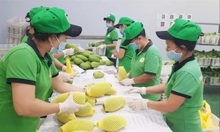 Xuất khẩu rau quả đạt kết quả tích cực Ảnh: PV