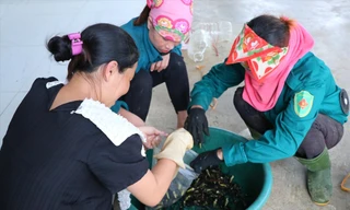 Người dân phải sử dụng găng tay nhựa trong quá trình lựa nhện, đóng túi 