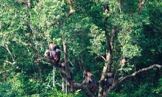 Voọc chà vá chân nâu tại Khe Nước Trong thuộc bộ ảnh của Trung tâm Bảo tồn thiên nhiên Việt 