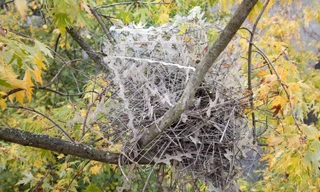 Chim ác là lấy dây thép gai xây tổ